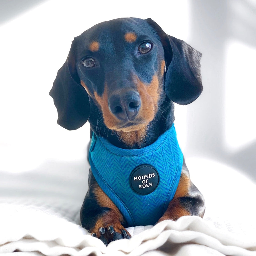 Blue teal herringbone Bruce dog harness with Hounds of Eden logo