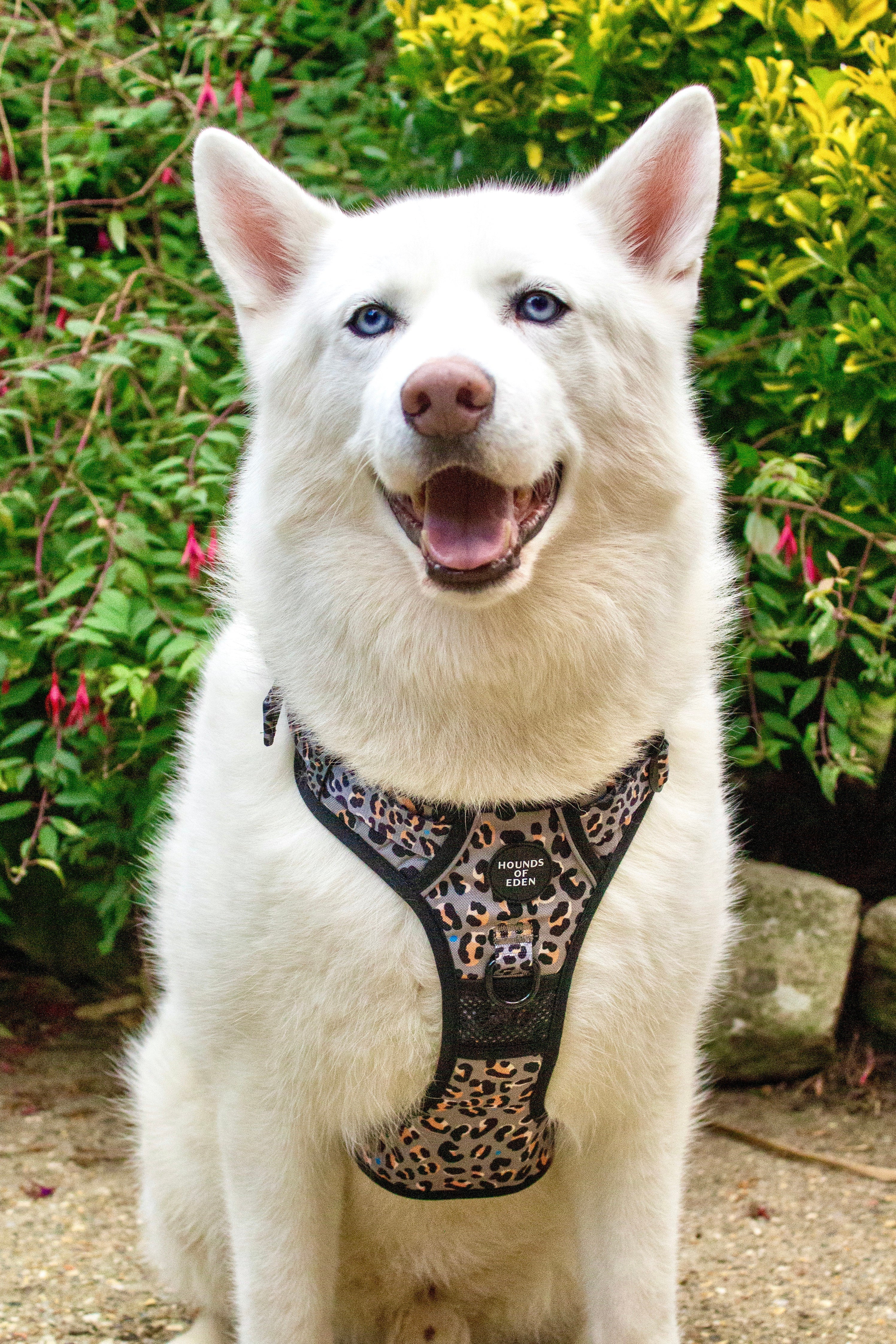 Supaw Strong™ 'Florentina' Utility Harness