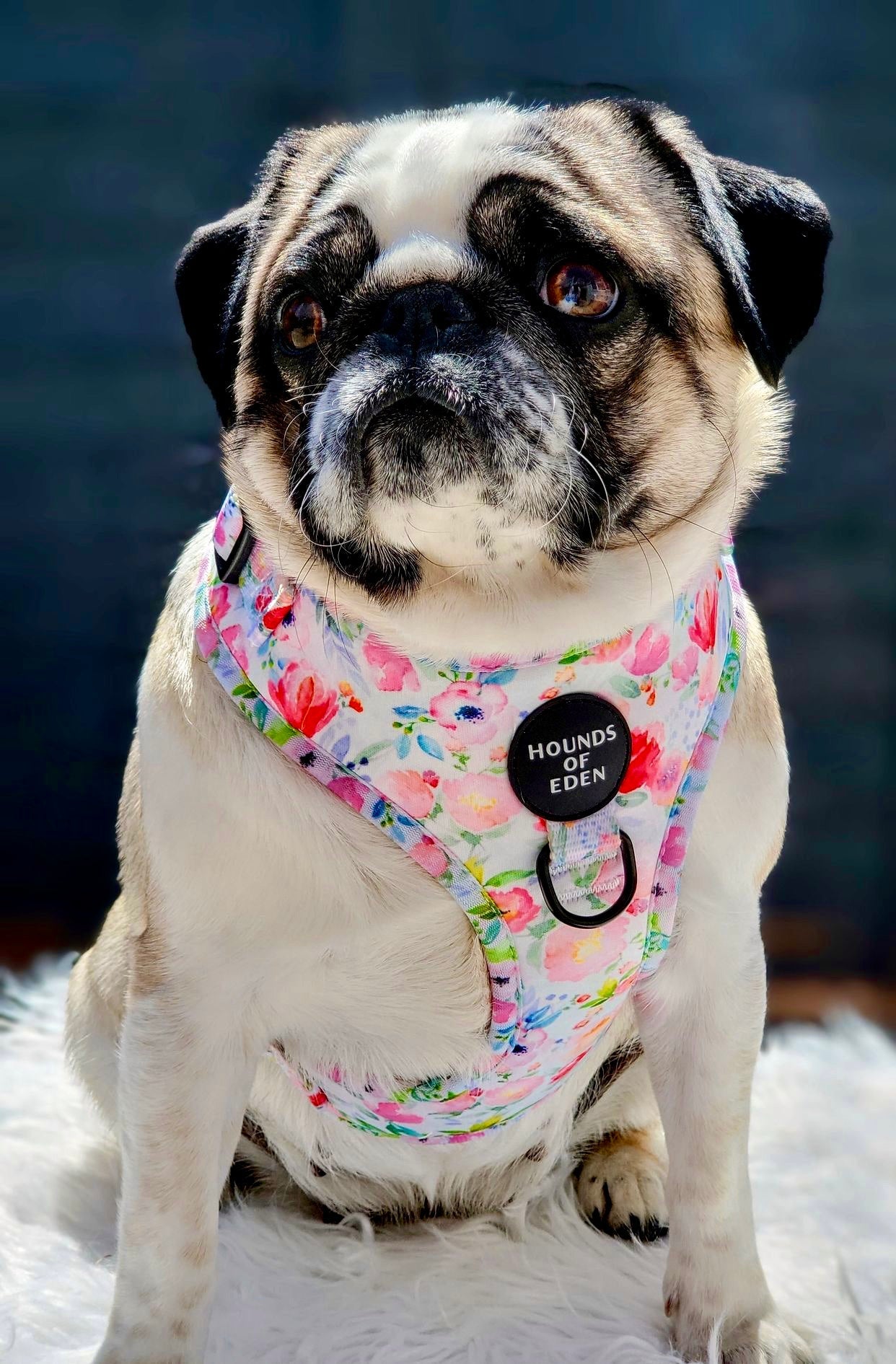 Ziggy's Secret Garden Design Dog Lead