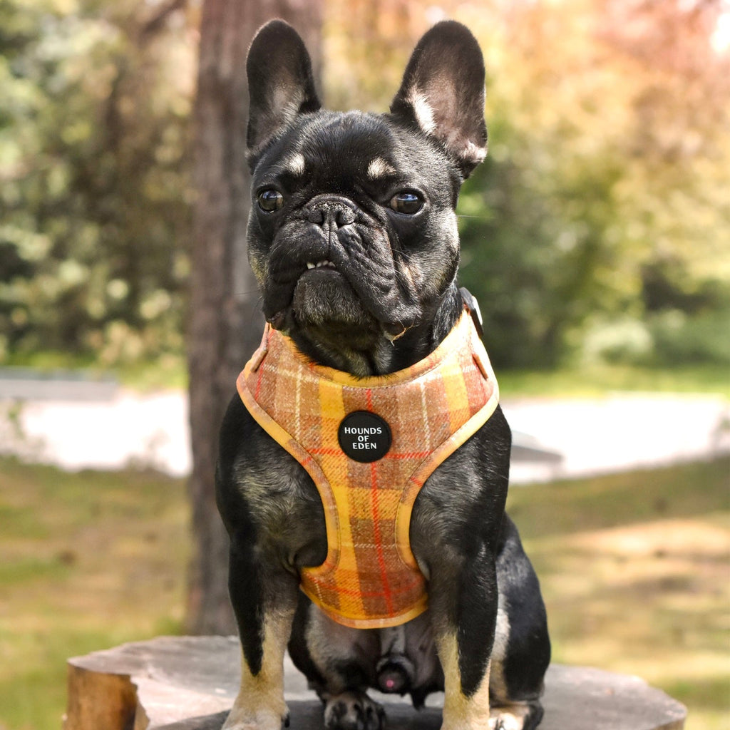 Black French bulldog in Honey yellow check plaid harness