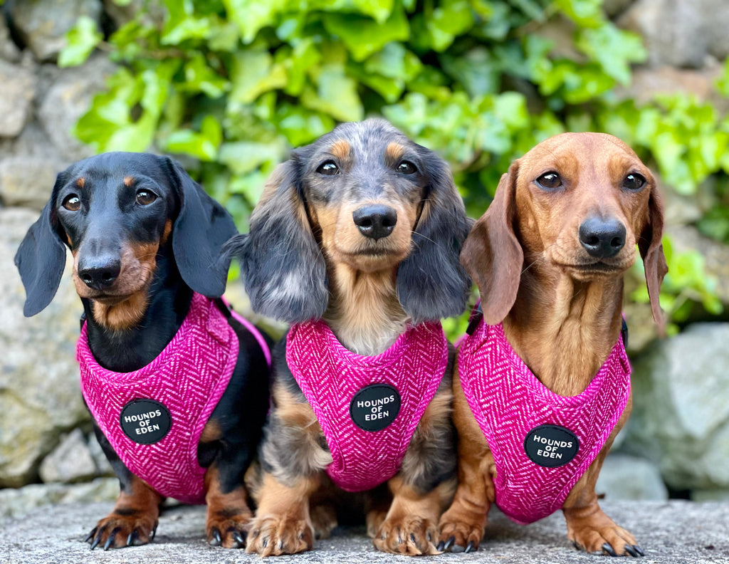Three dachshunds in vibrant pink herringbone Bella harnesses with Hounds of Eden branding