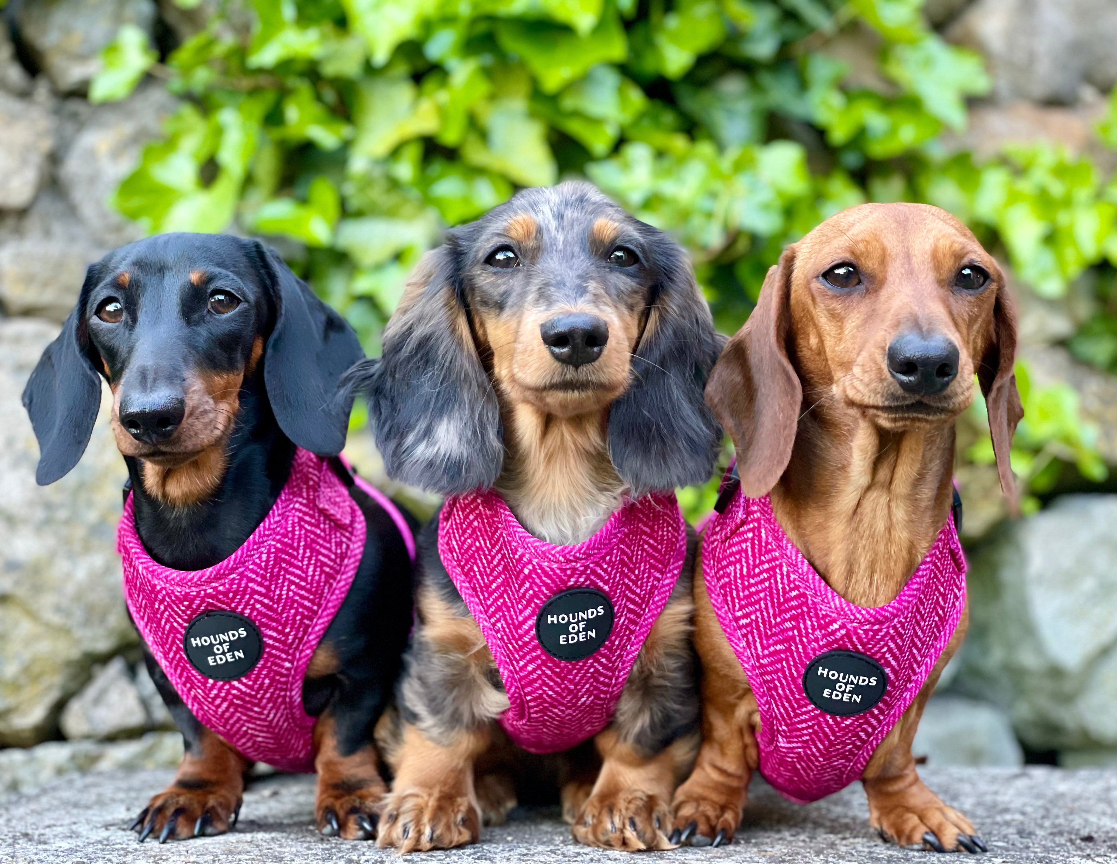 Three dachshunds in vibrant pink herringbone Bella harnesses with Hounds of Eden branding