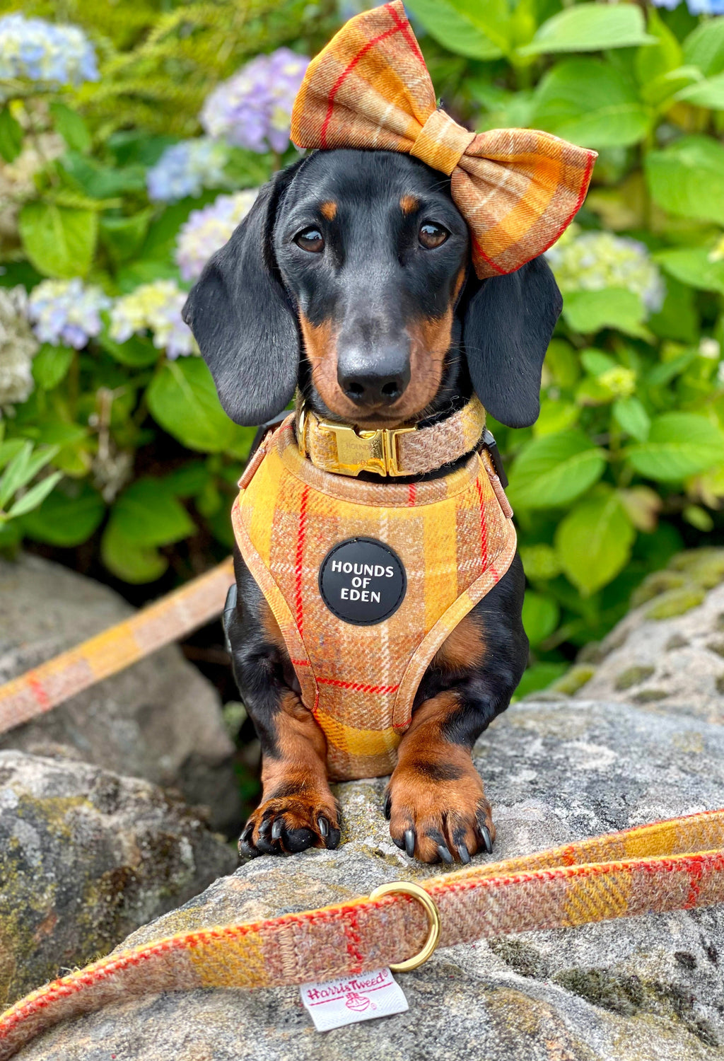 Dachshund in Honey yellow check harness with matching bow