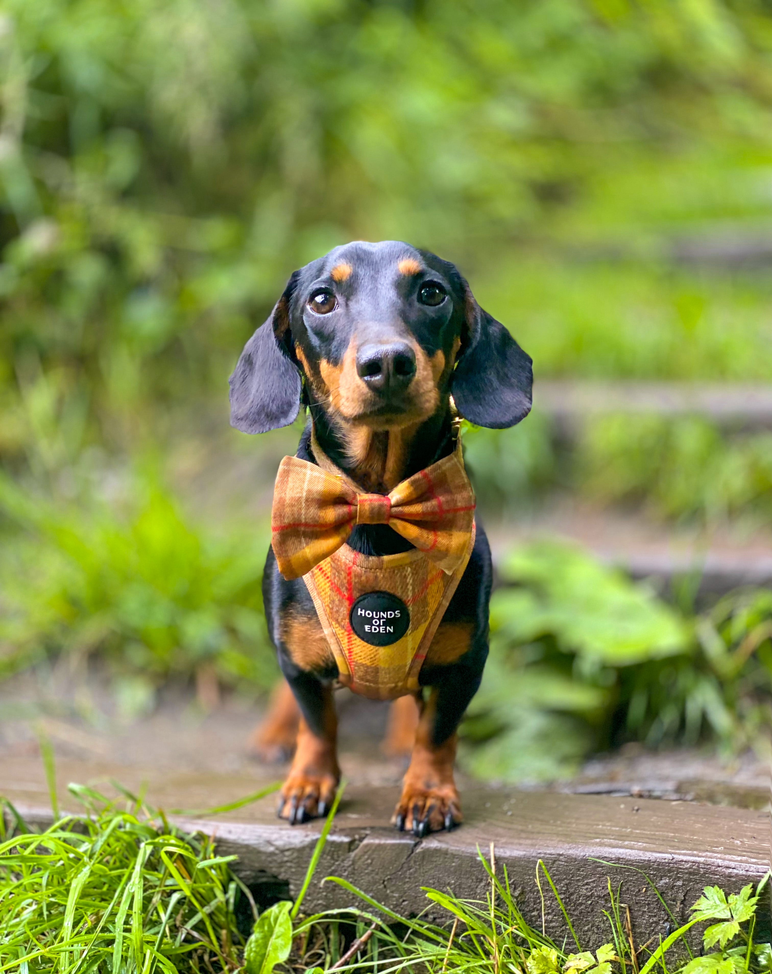 Dachshund in Honey yellow check harness with Hounds of Eden plaid bow tie