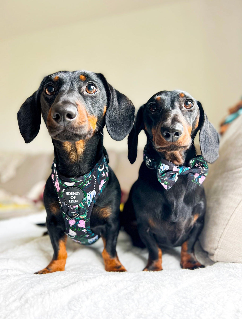 Midnight Madagascar Design Dog Collar