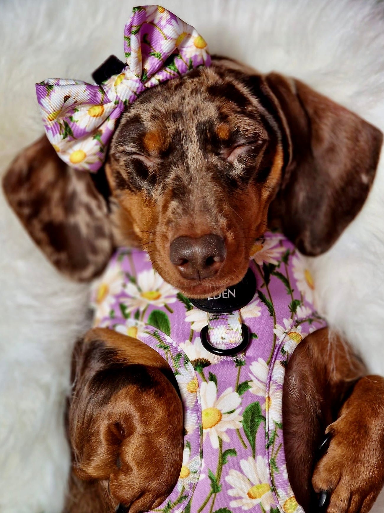 Daisy Dreams Design Dog Collar