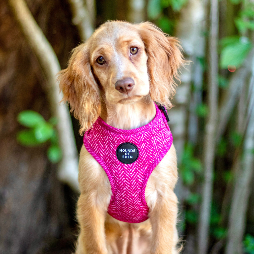 Bella pink herringbone dog harness with Hounds of Eden logo