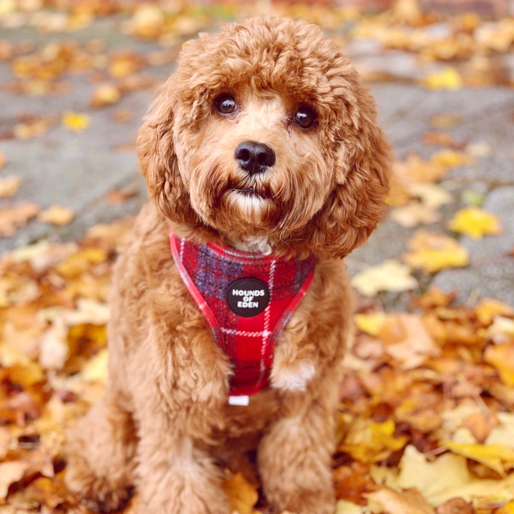Sammi red and grey check dog harness with Hounds of Eden logo on curly-haired pup