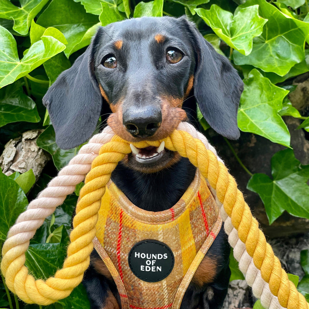 Black and tan dachshund in Honey yellow check harness with Hounds of Eden badge holds braided rope toy