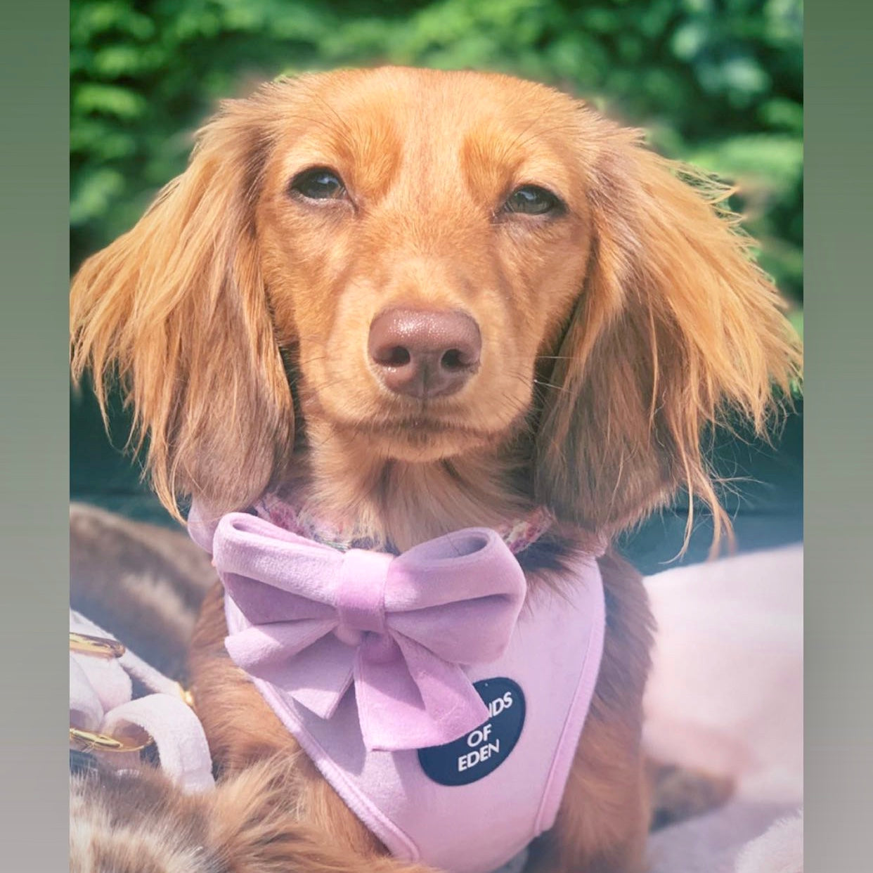 Lilac Dreams - Lilac Velvet Dog Harness with Rose Gold Metal Hardware