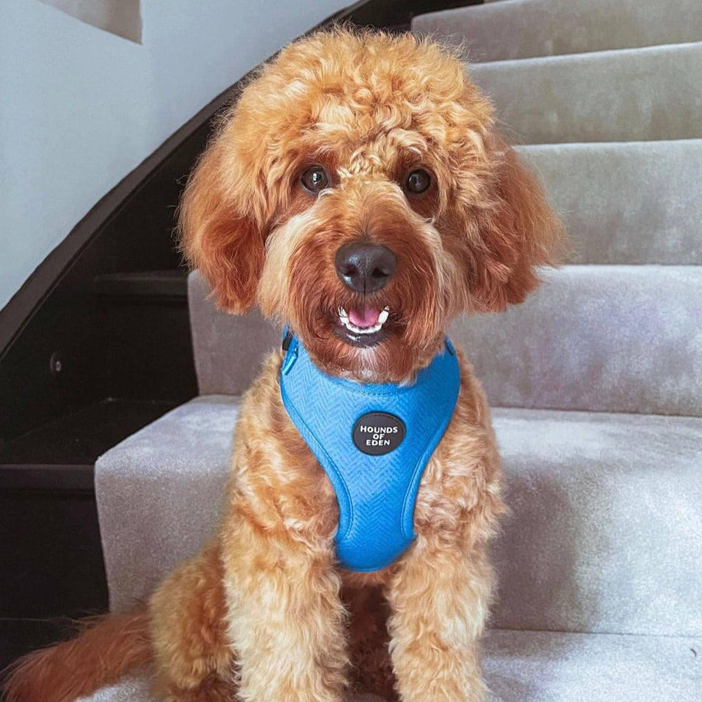 Fluffy golden dog in Bruce blue teal herringbone harness with Hounds of Eden branding