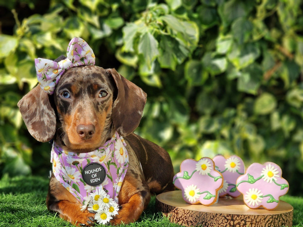 Daisy Dreams Design Dog Harness