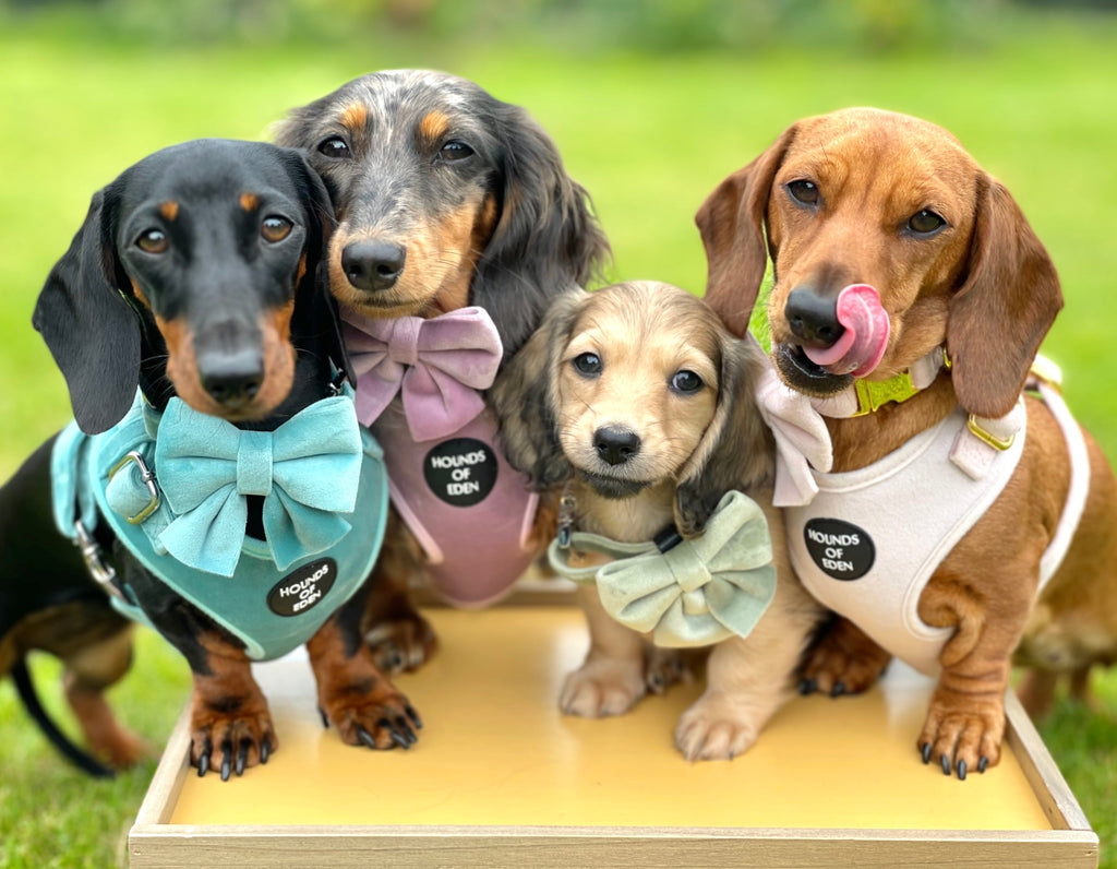 Tiffany's - Light Teal Velvet Dog Harness with Silver Metal Hardware