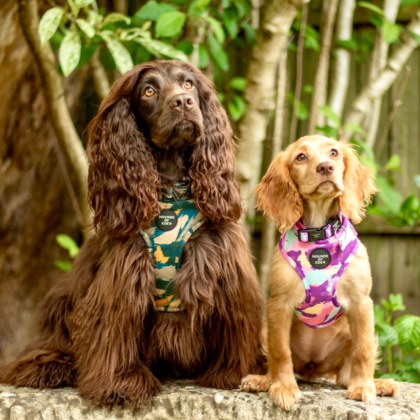 Two dogs in Blush it Off pink purple pastel mint lemon camo harnesses with Hounds of Eden logo