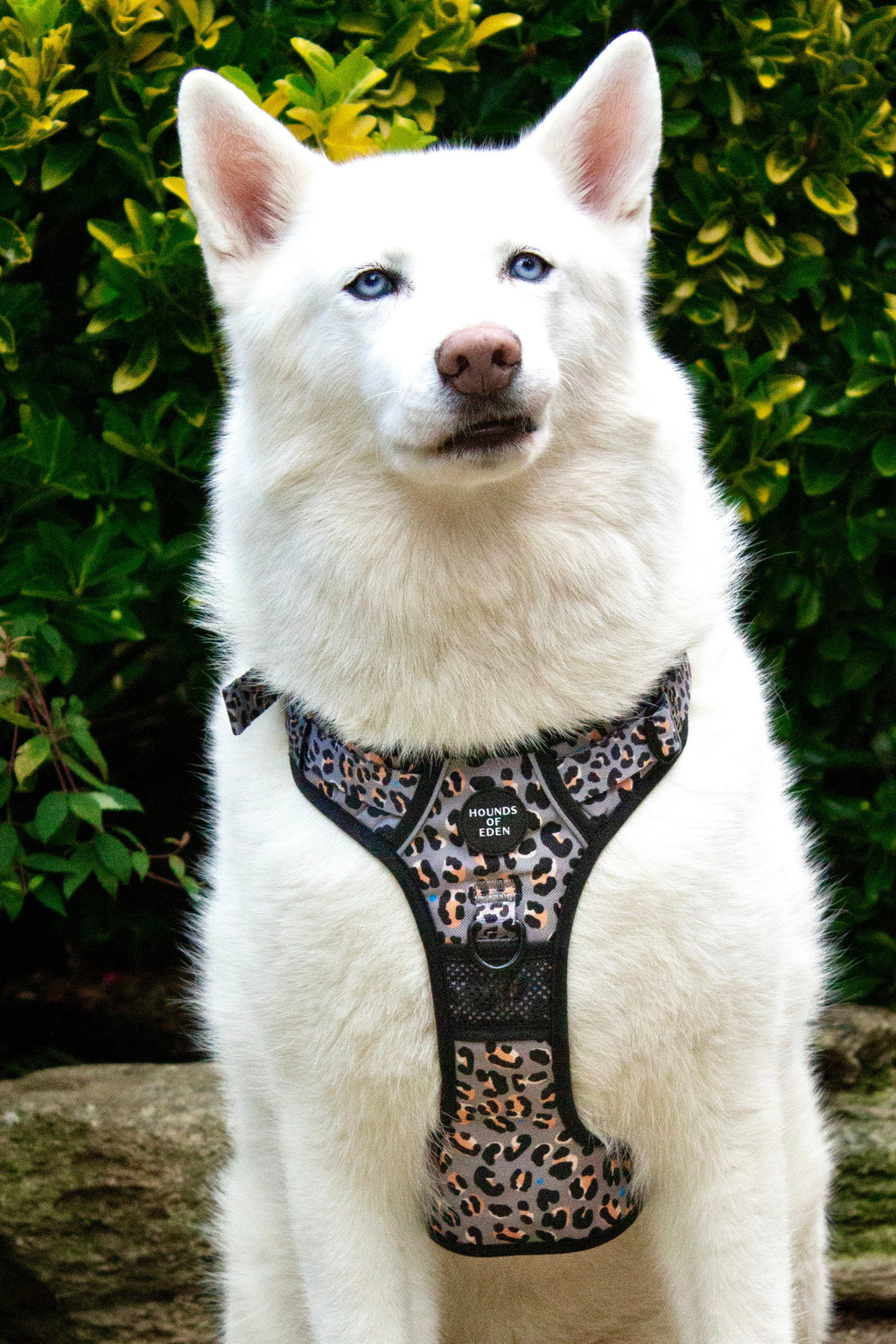 Supaw Strong™ 'Florentina' Utility Harness