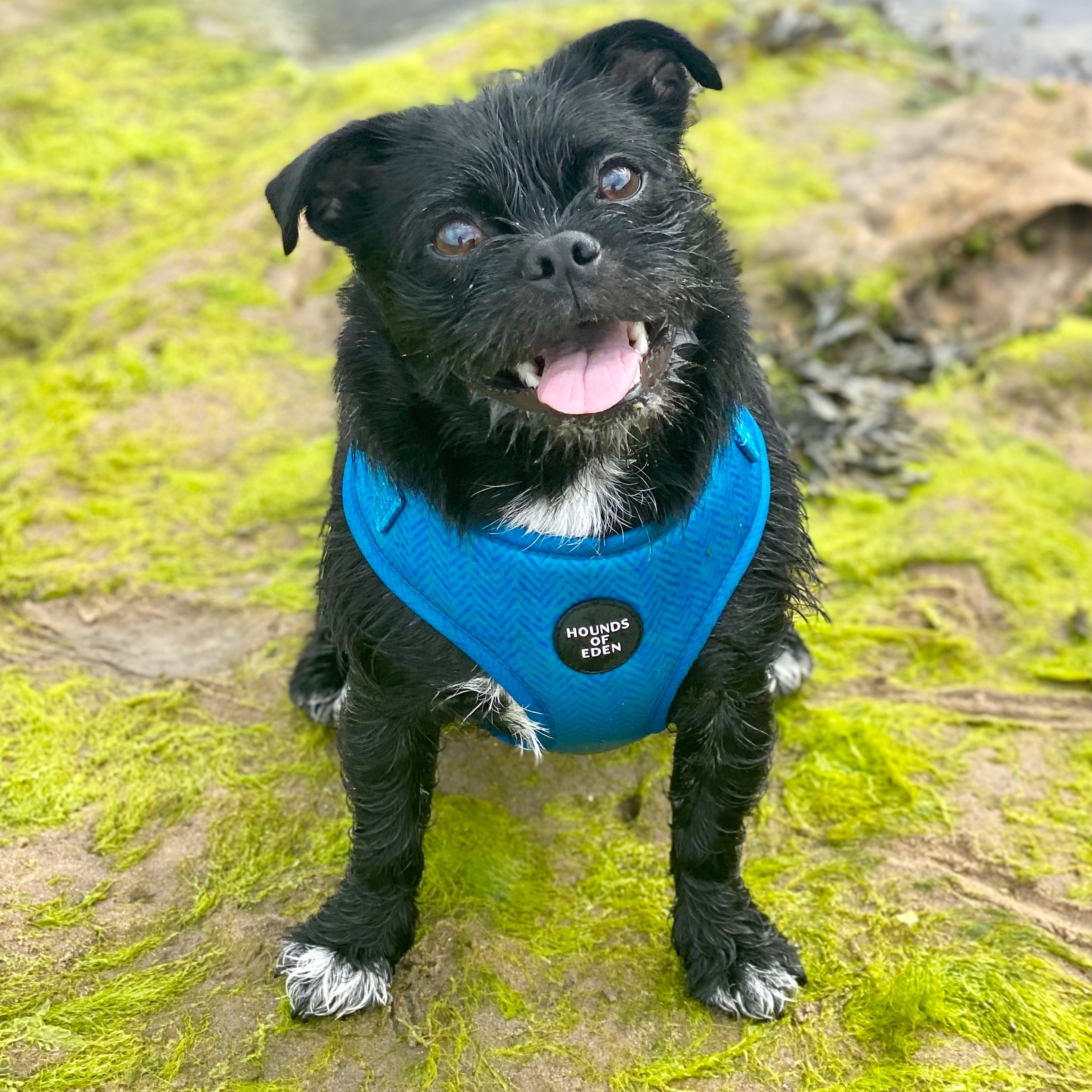 Blue textured Bruce dog harness with Hounds of Eden logo