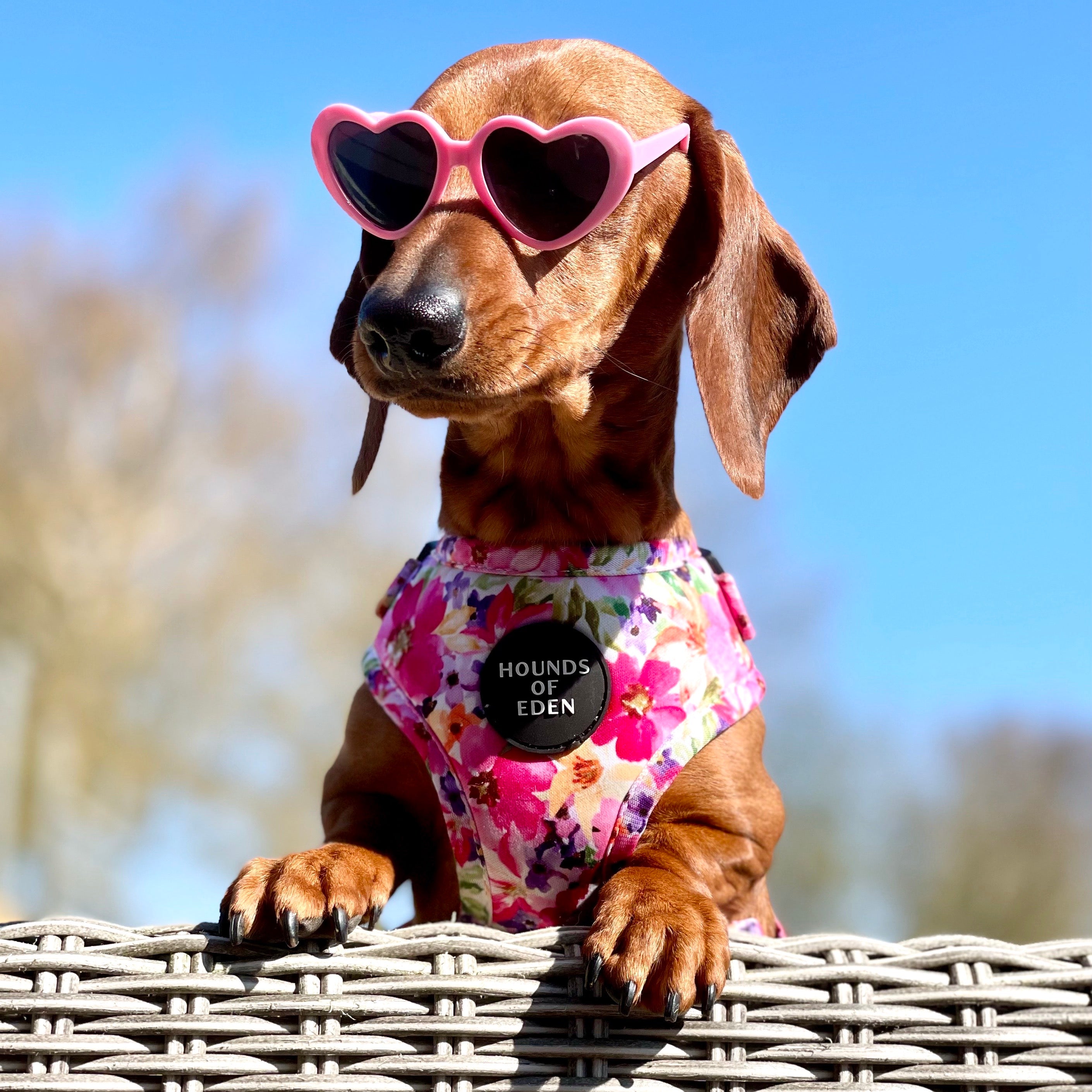 Brown dachshund in pink heart sunglasses and Florentina floral harness with Hounds of Eden badge