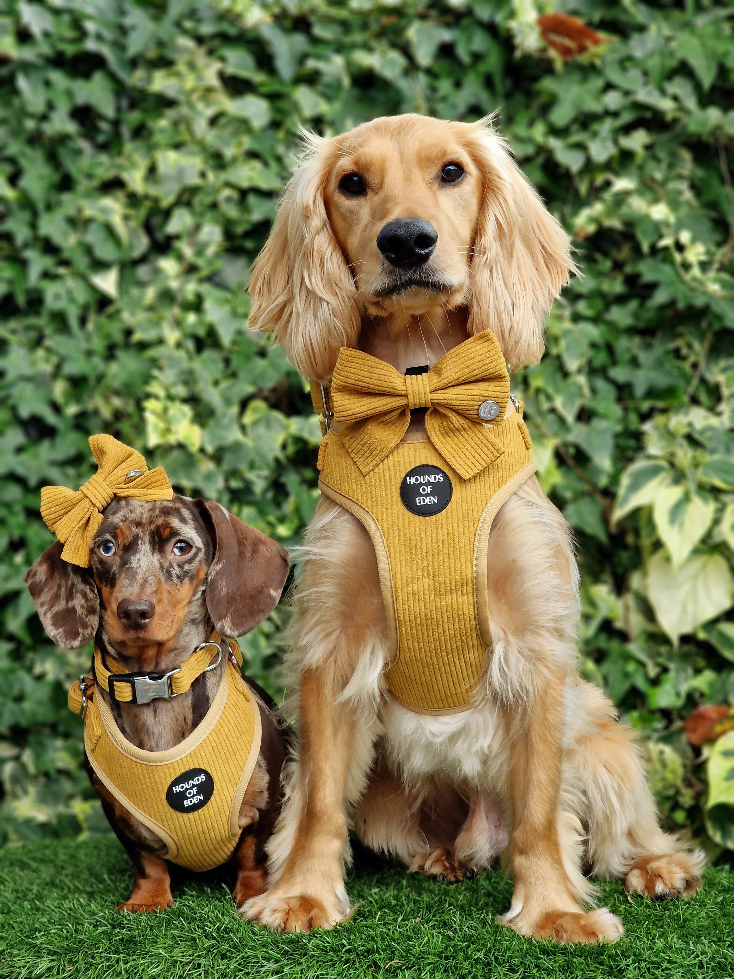 Mustard Yellow Corduroy Collar