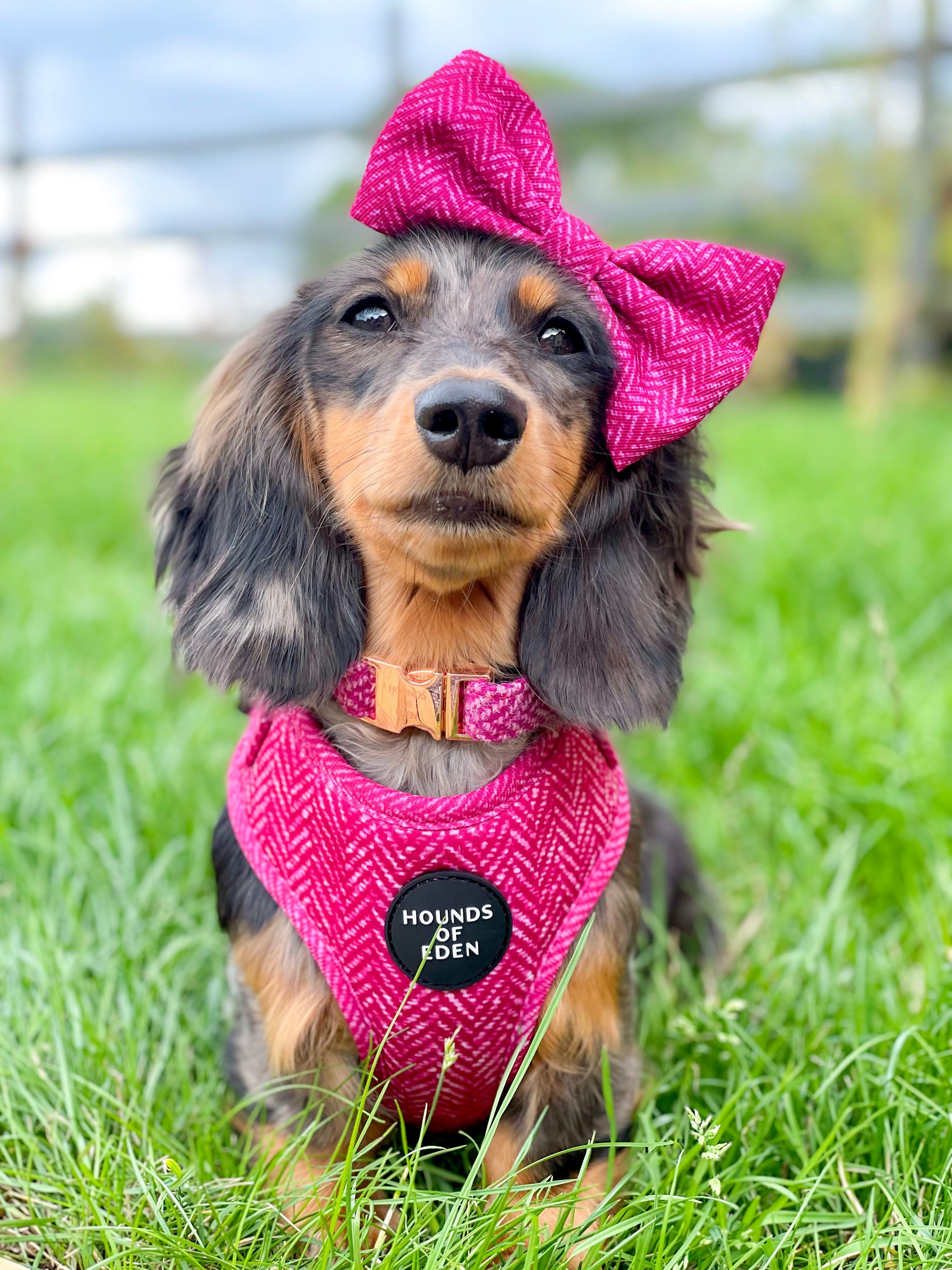 Vibrant pink herringbone Bella dog harness with Hounds of Eden logo patch