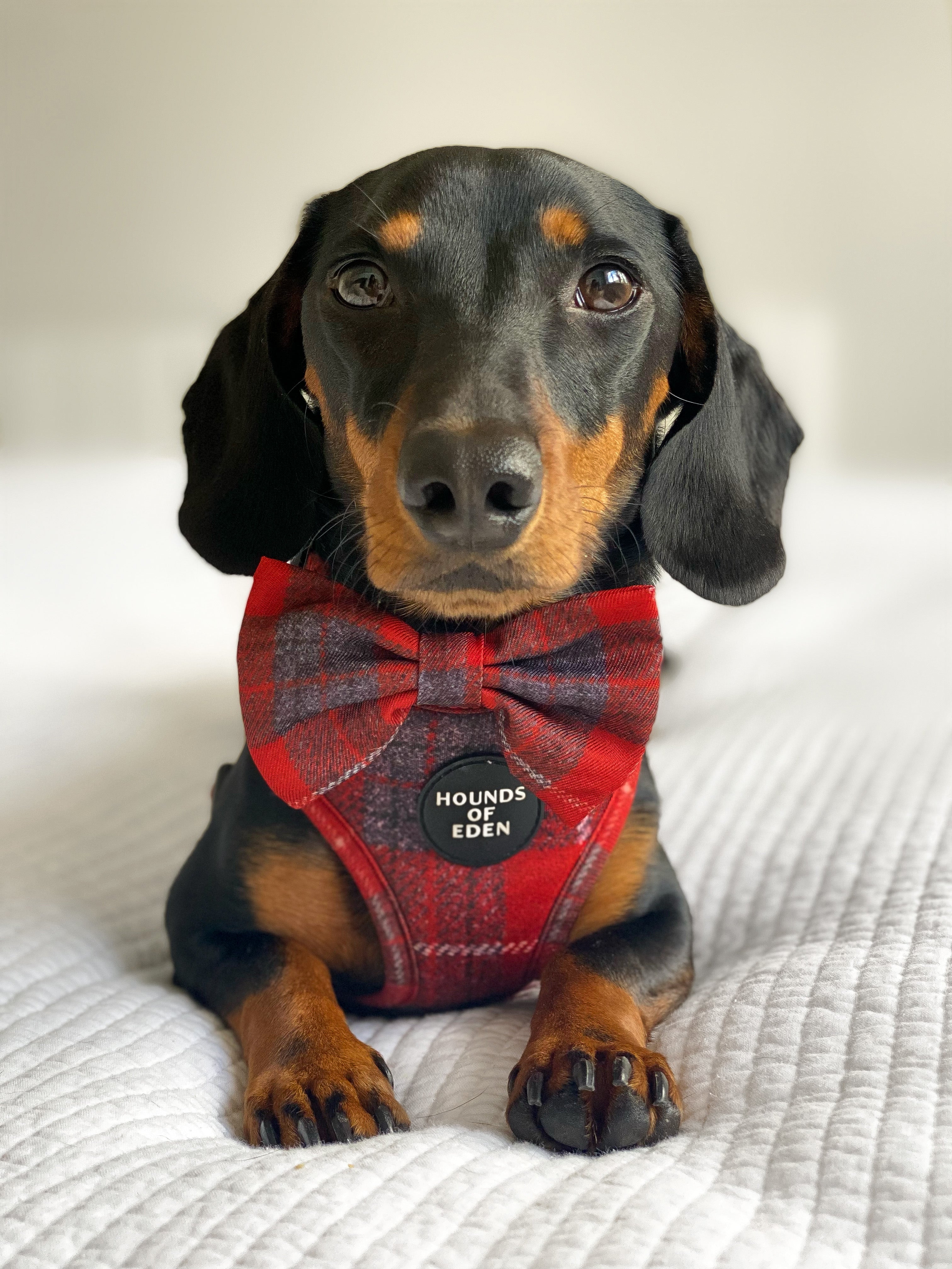 Sammi red plaid bow tie harness with Hounds of Eden badge