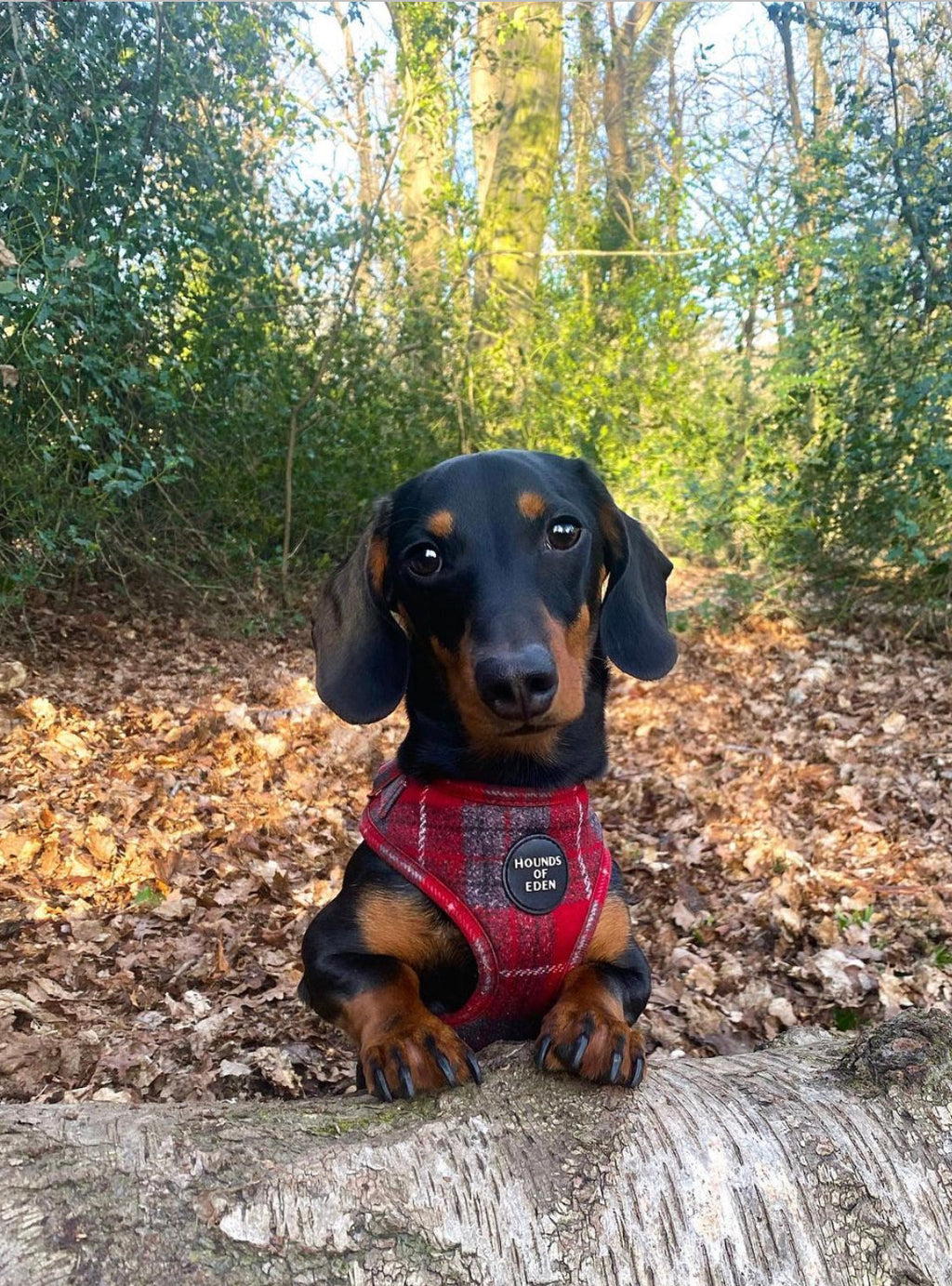 Black and tan dachshund in Sammi red and grey check harness with Hound of Eden badge