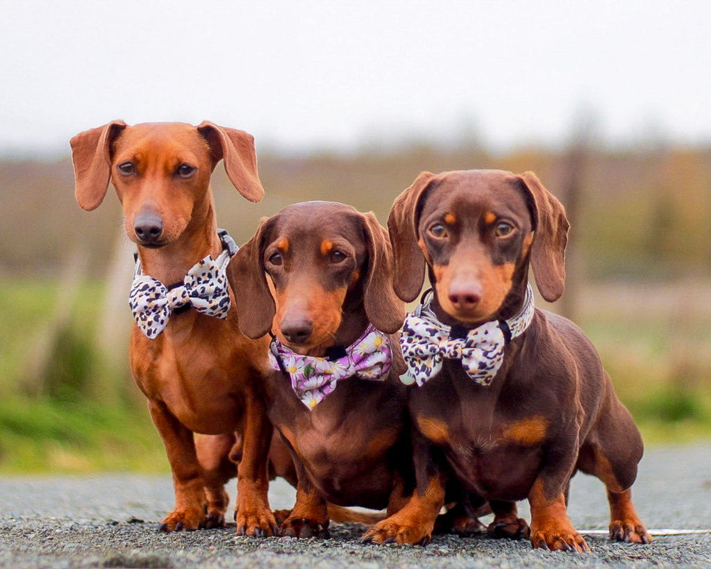 Sage Leopard Design Dog Harness