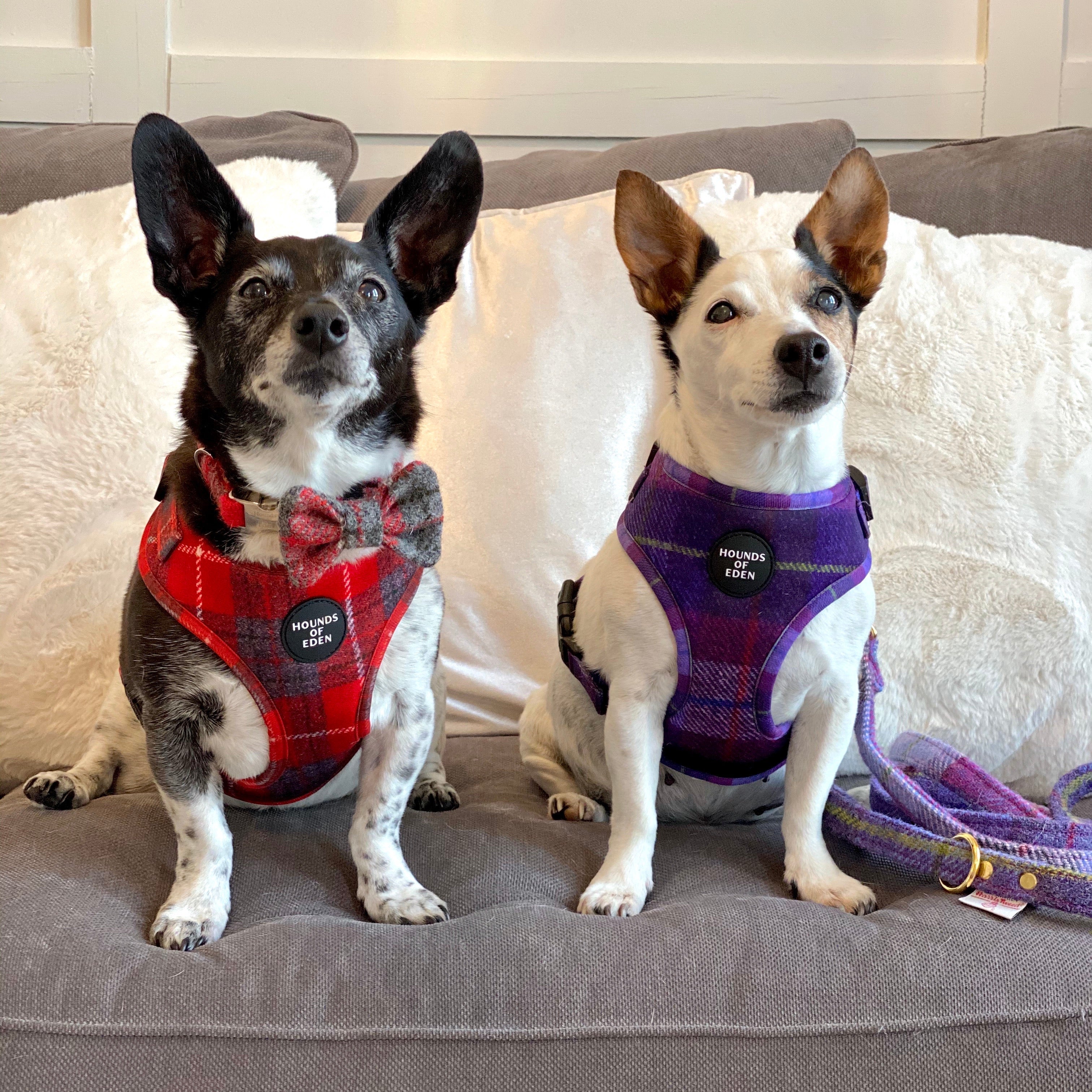 Two dogs in matching Eden harnesses: red plaid with bow tie, purple tartan