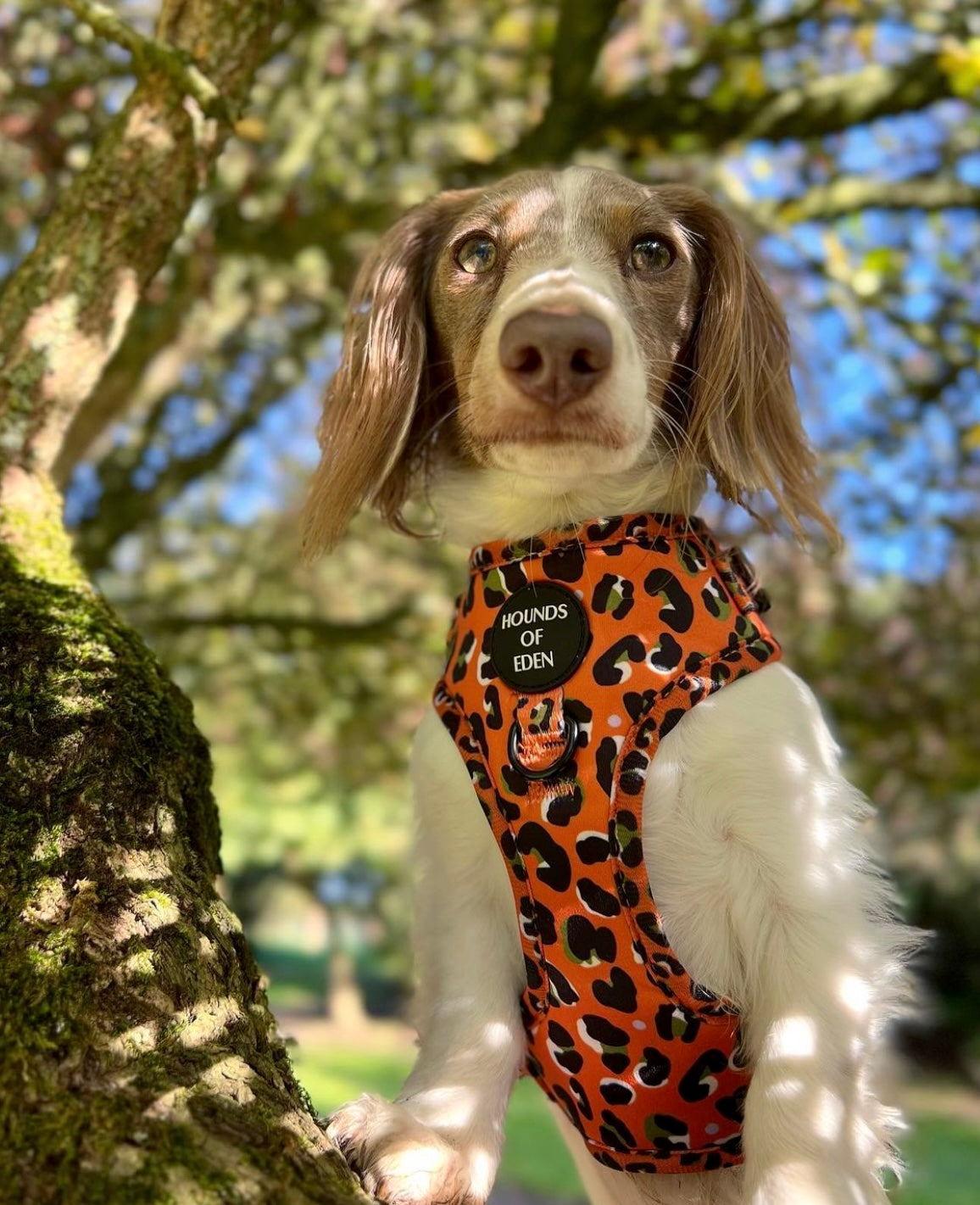 Burnt Orange Leopard Design Dog Lead