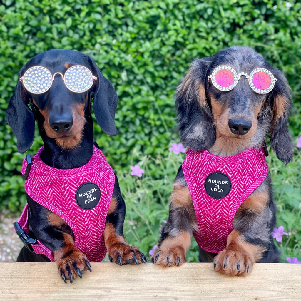 Two dachshunds in matching pink herringbone Bella harnesses with Hounds of Eden branding and sparkling sunglasses