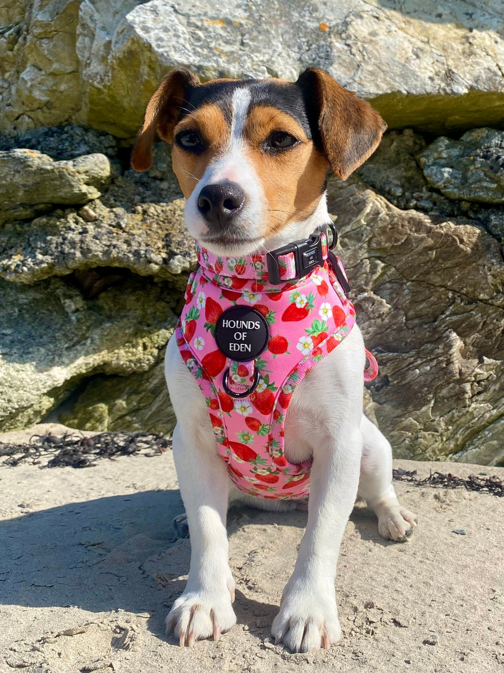 Strawberry Patch Design Dog Collar