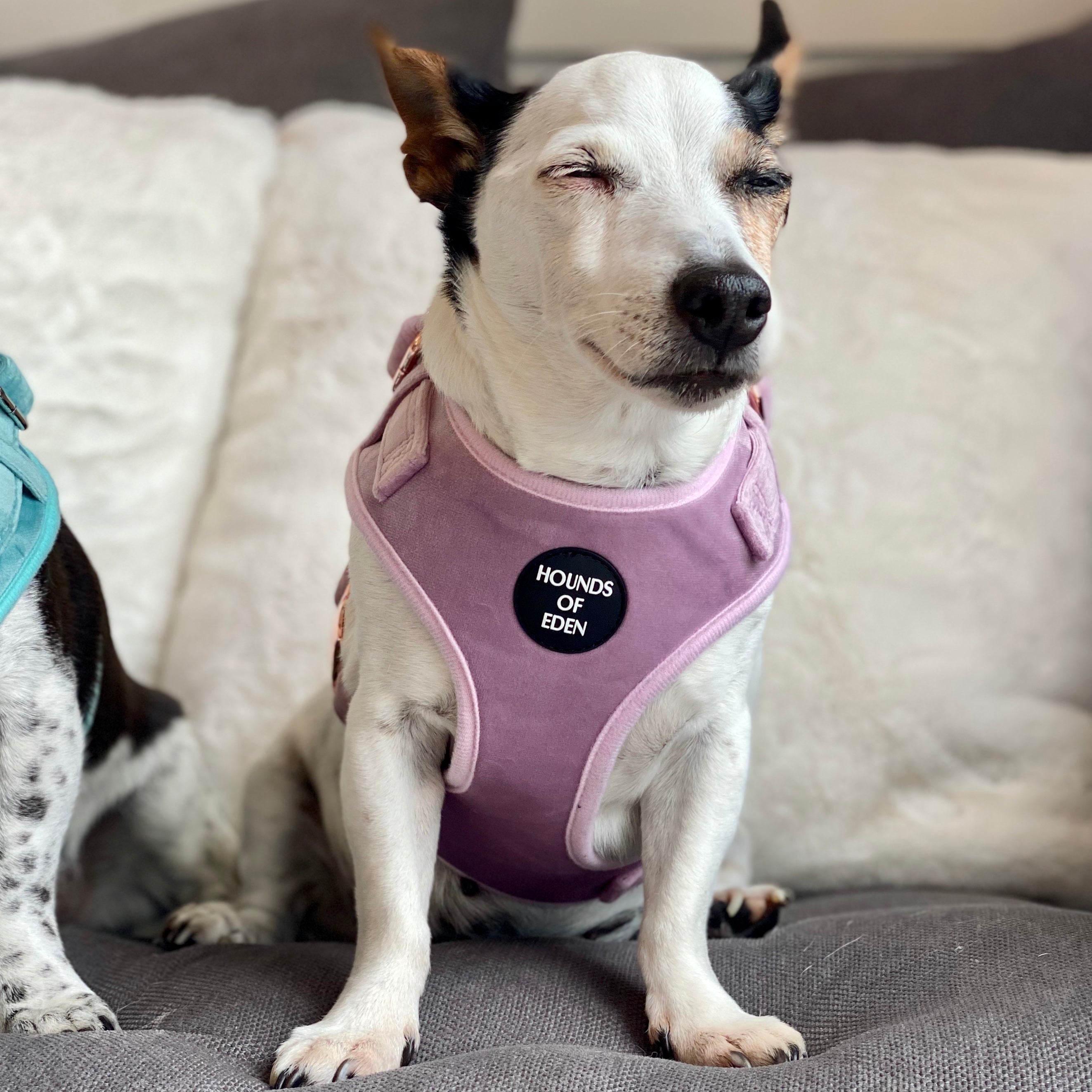 Lilac Dreams - Lilac Velvet Dog Harness with Rose Gold Metal Hardware