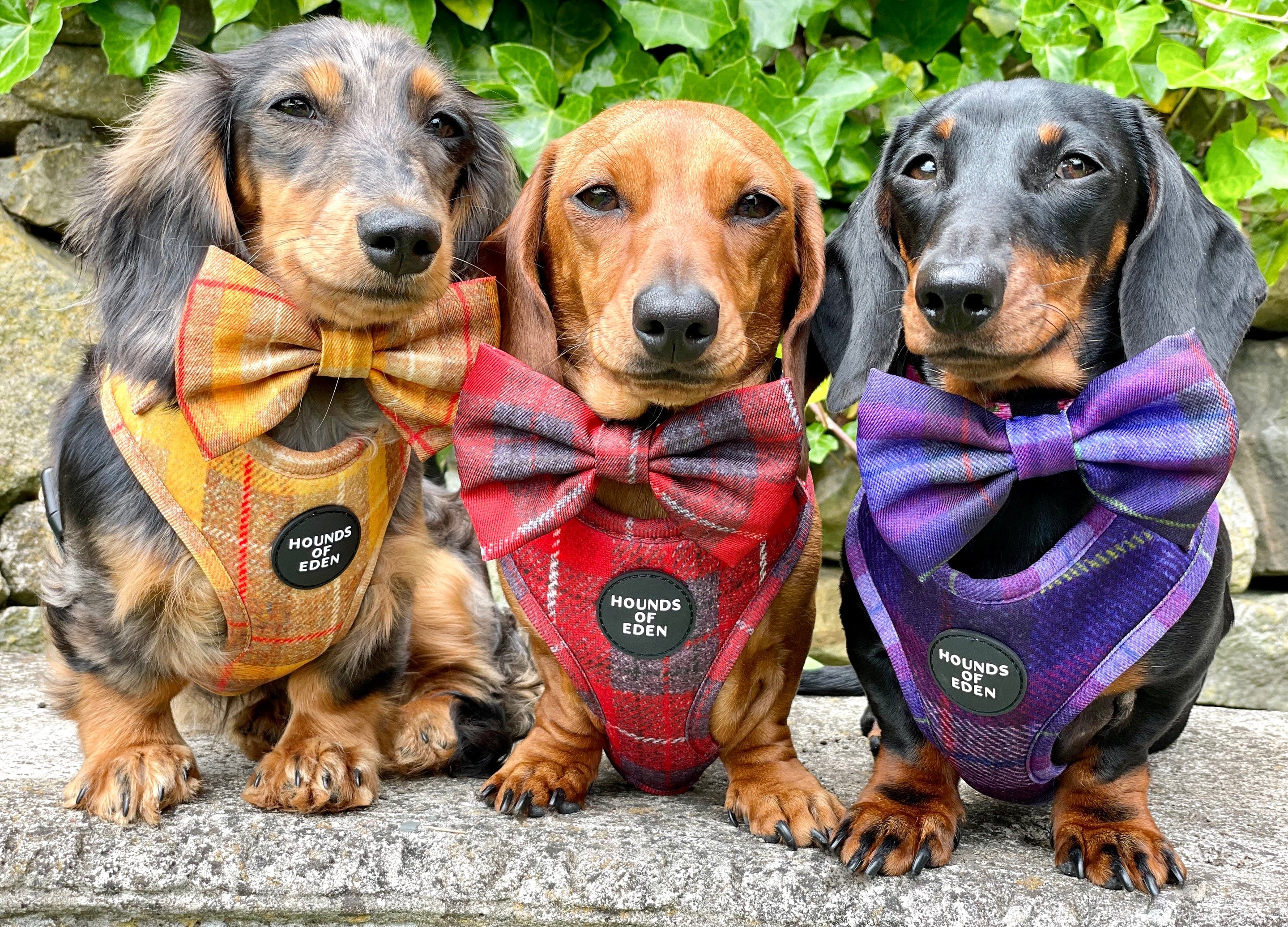 Three dachshunds in Honey yellow check harnesses and bow ties