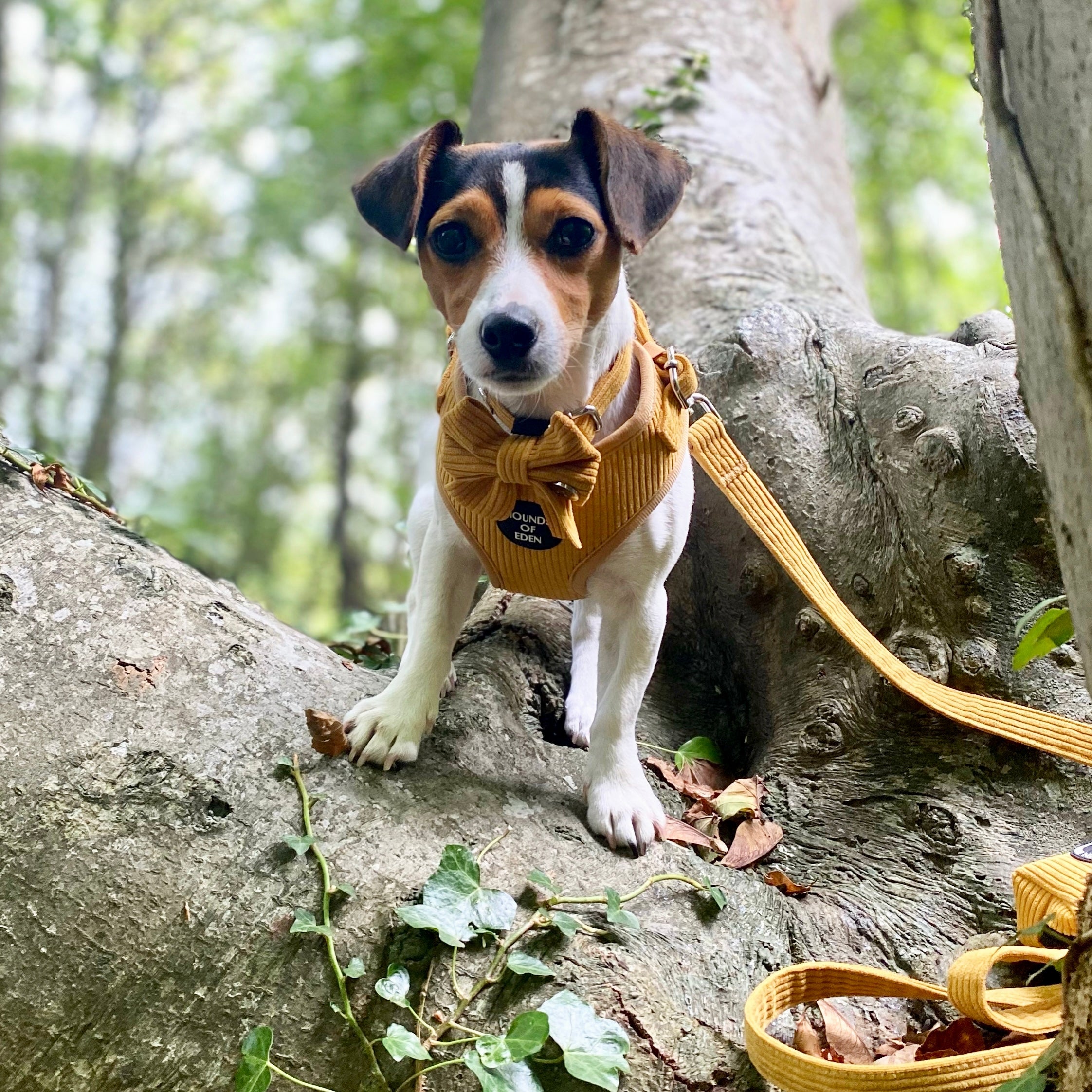 Mustard Yellow Corduroy Sailor Bow Tie
