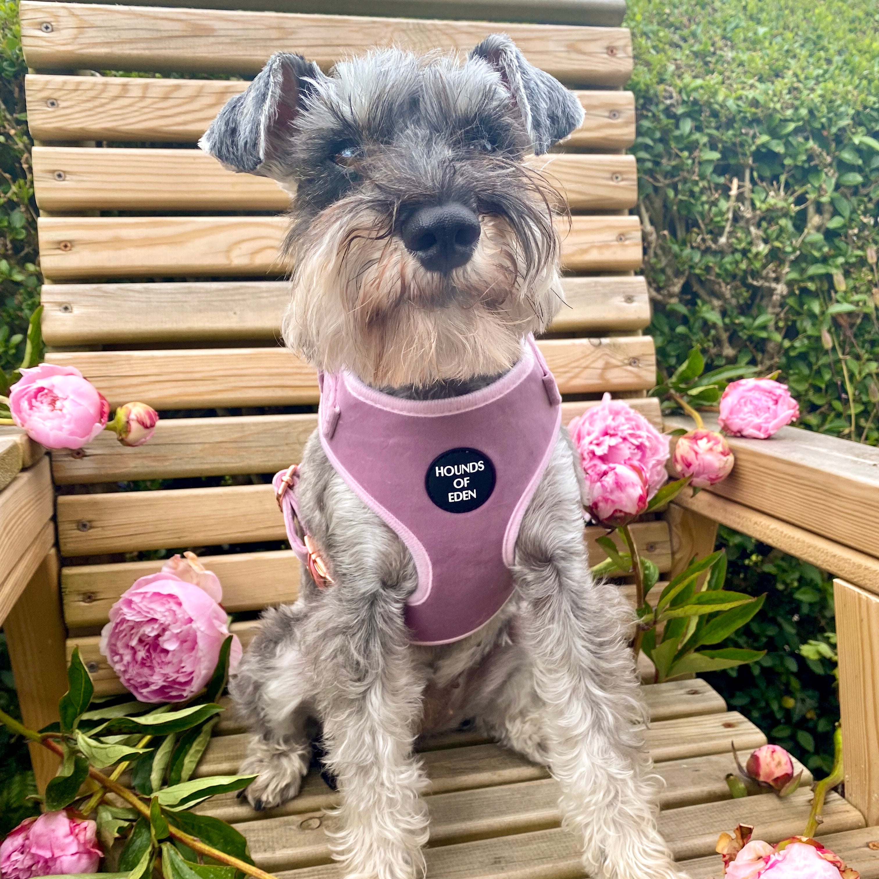 Lilac Dreams - Lilac Velvet Dog Harness with Rose Gold Metal Hardware