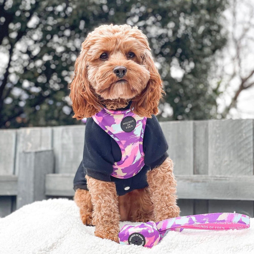 Fluffy brown dog in Blush it Off pink purple pastel mint lemon camo harness with Hounds of Eden branding