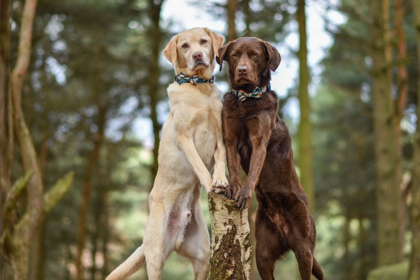 Two Labrador retrievers in bow ties on tree stump for Brush It Off Dog Bow