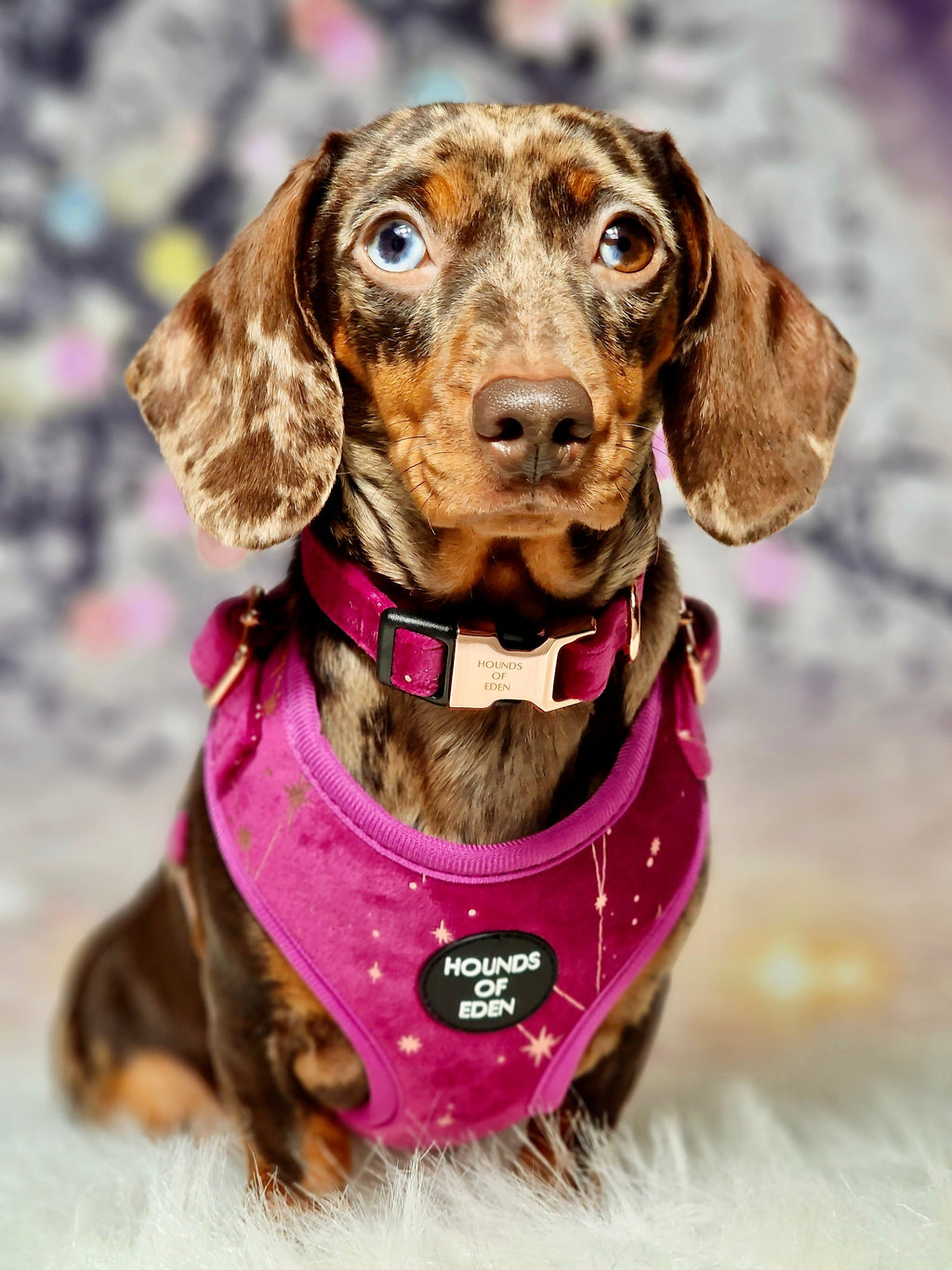 Magenta Sky Velvet Harness