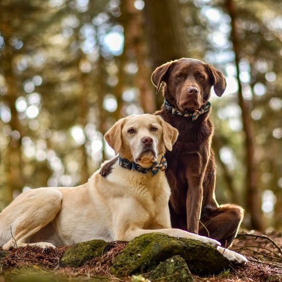 Two Labrador retrievers, yellow and chocolate, sit in forest with Brush It Off Dog Bow