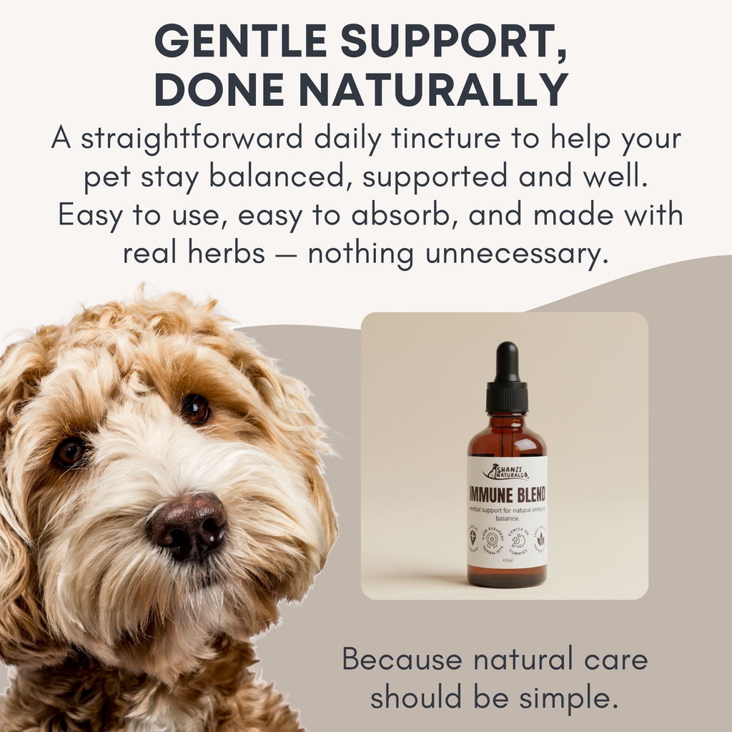Immune Blend Tincture for Dogs and Cats