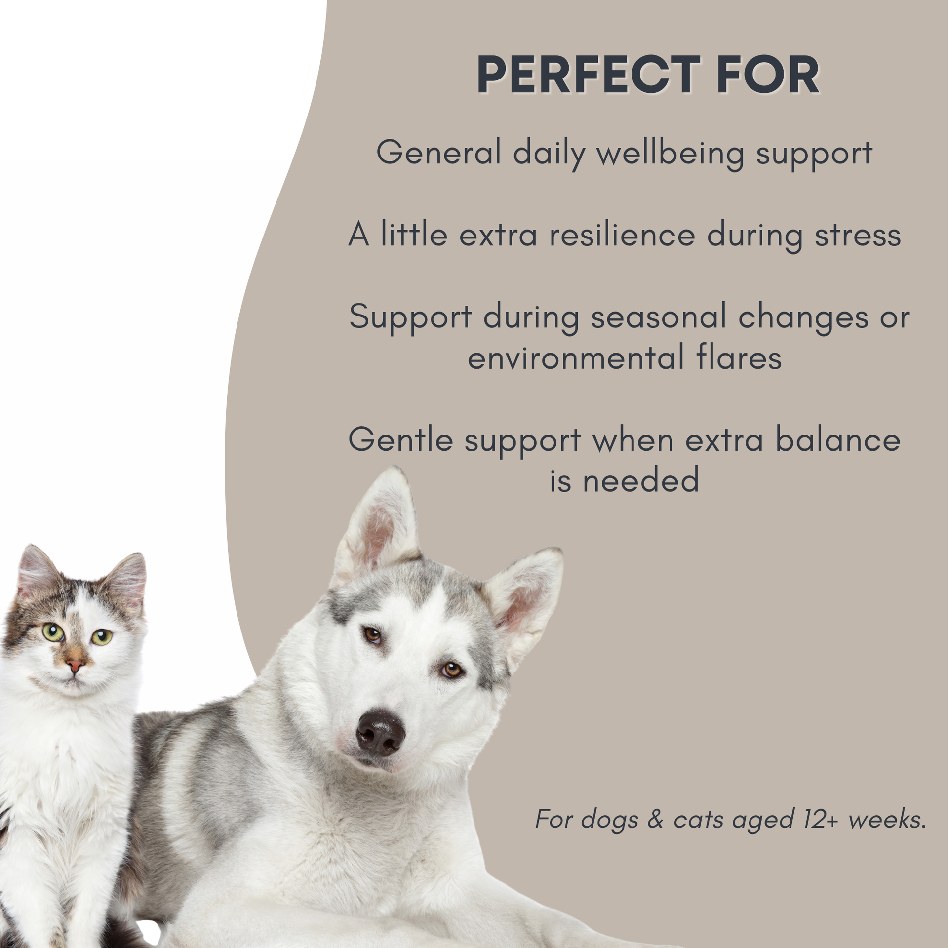 Immune Blend Tincture for Dogs and Cats