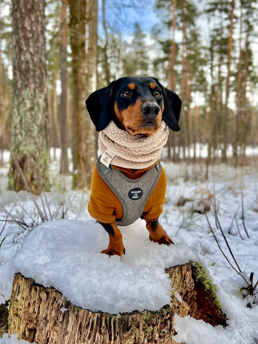 Dog Hoodie - Sky Blue