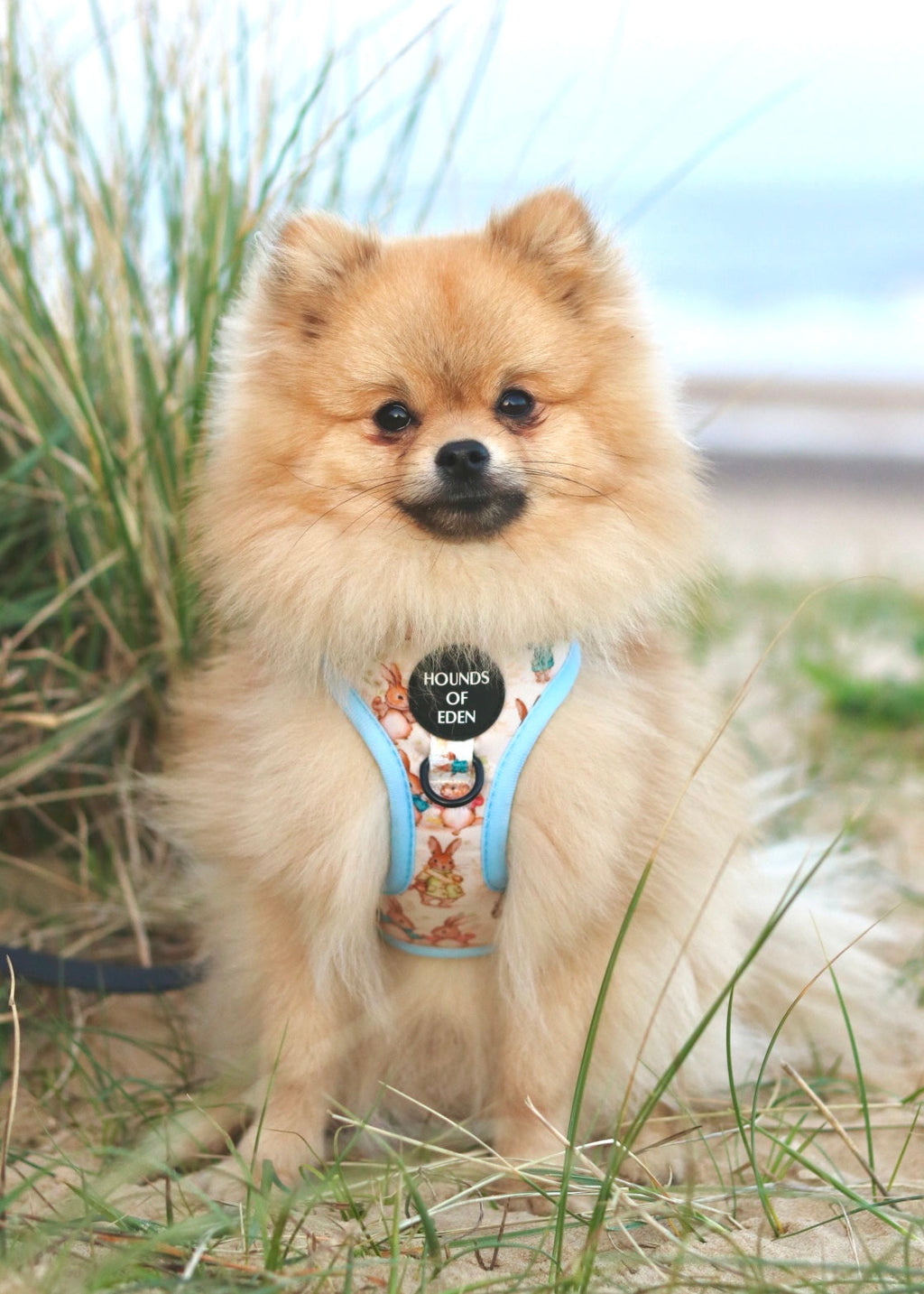 Bunny Tales - Blue, Dog Harness (XXS-XS)