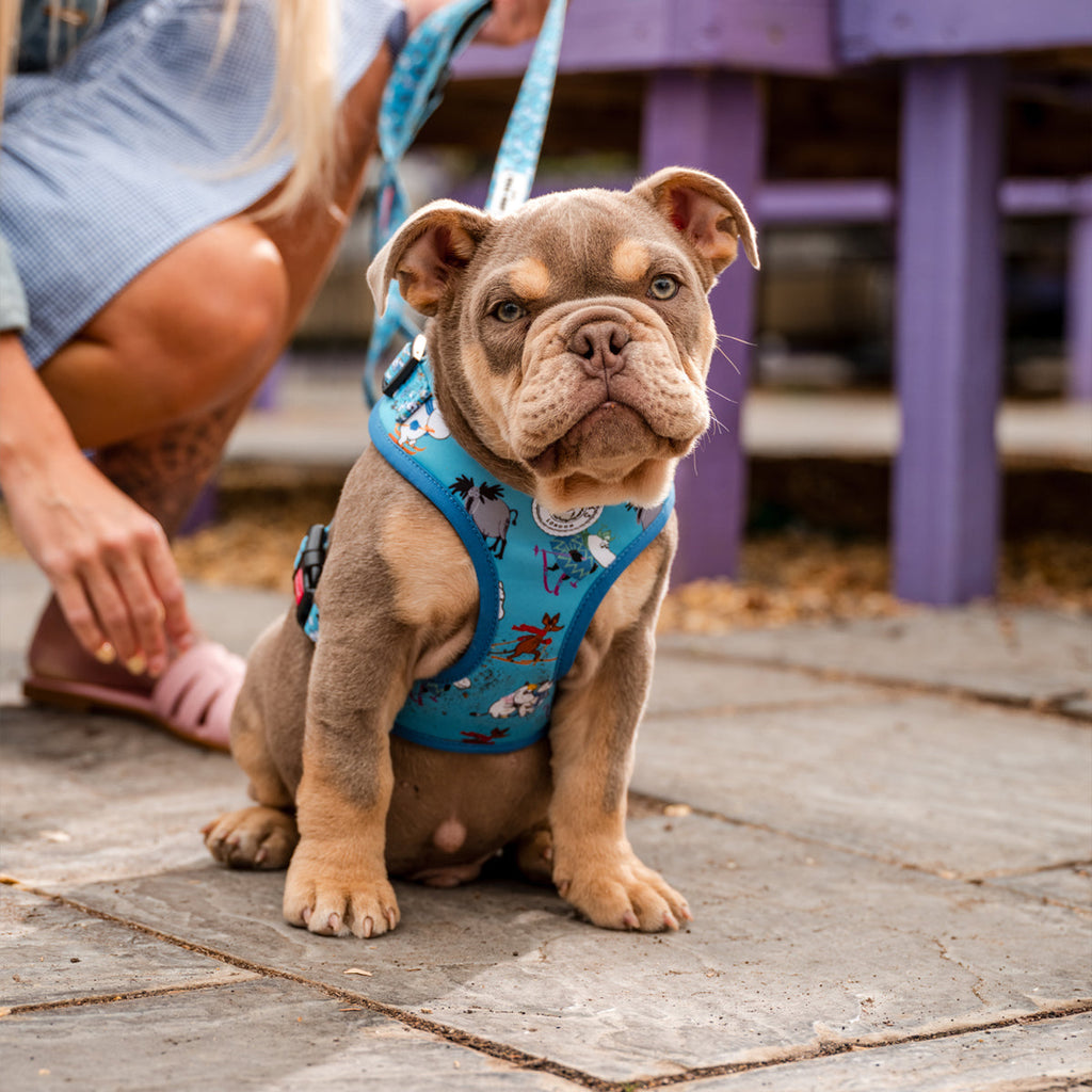 Moomins Blue Holiday Dogs Padded Harness by Soho Poms