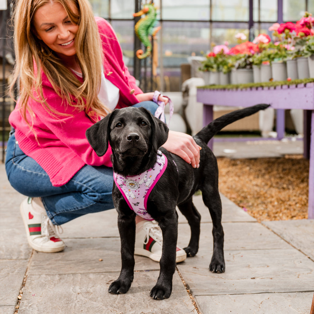 Moomins Pink Champagne Dogs Padded Harness by Soho Poms