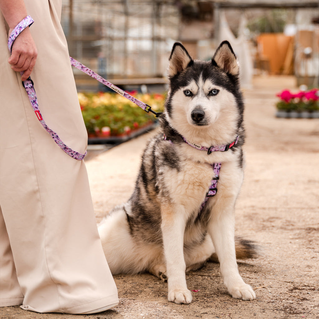 Moomins Pink Champagne Dogs Padded Collar by Soho Poms