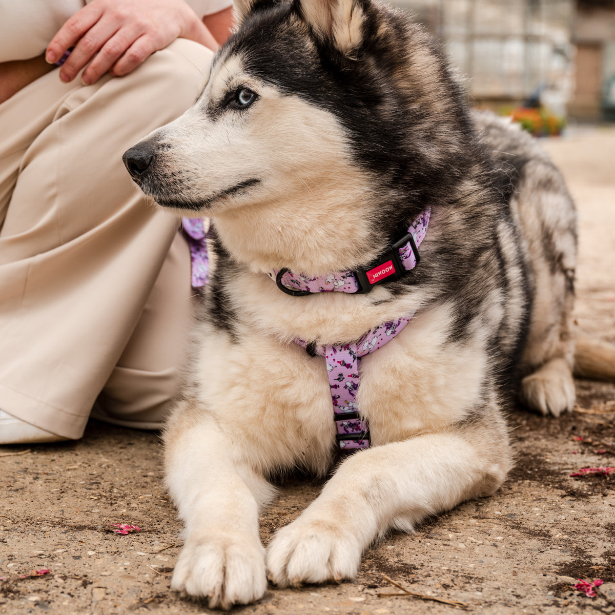 Moomins Pink Champagne Dogs H-Harness by Soho Poms