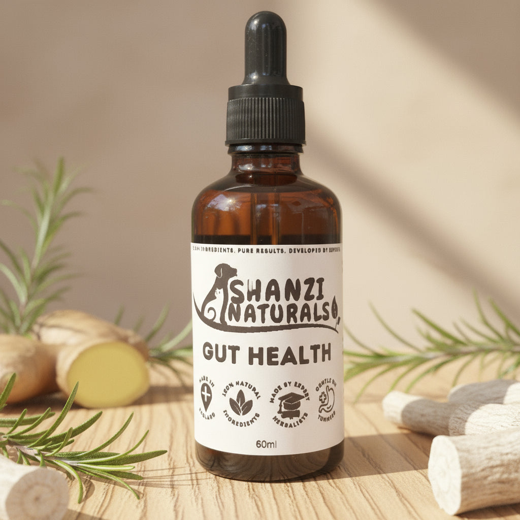 Gut Health Tincture for Dogs and Cats - 100ml