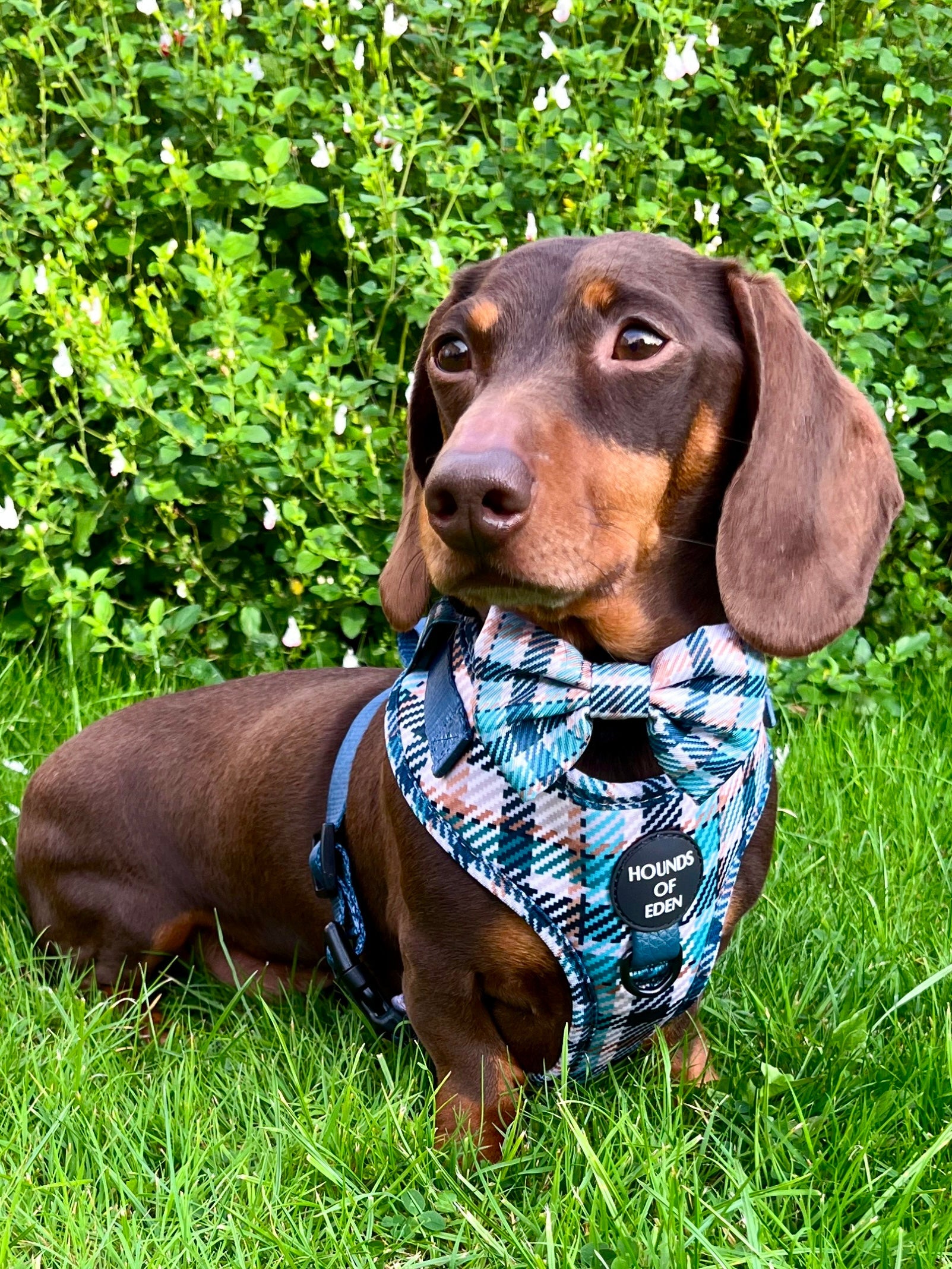 Tealing Smart Design Dog Bow Tie