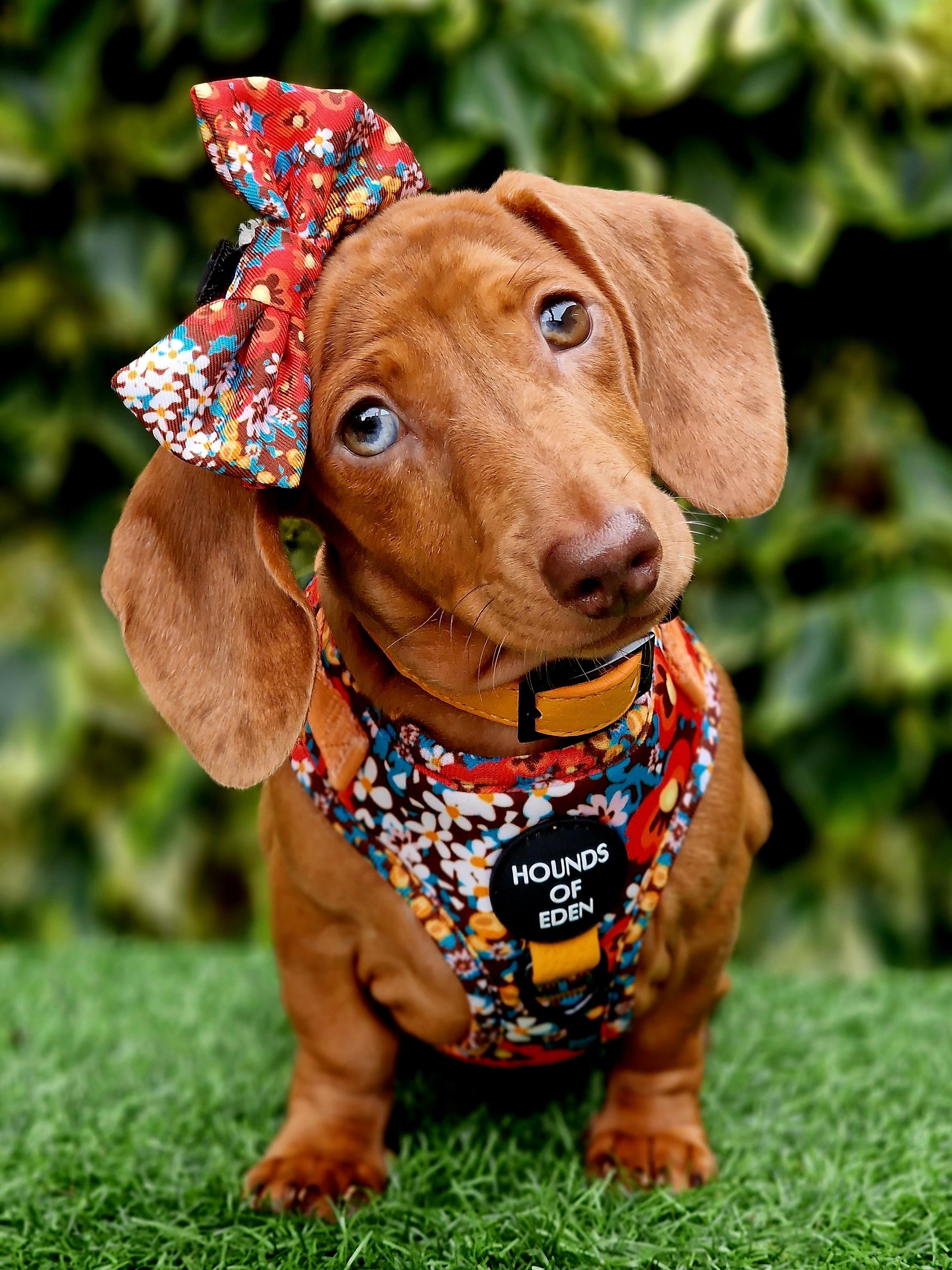 Retro Bloom Dog Harness (XXS & XS)